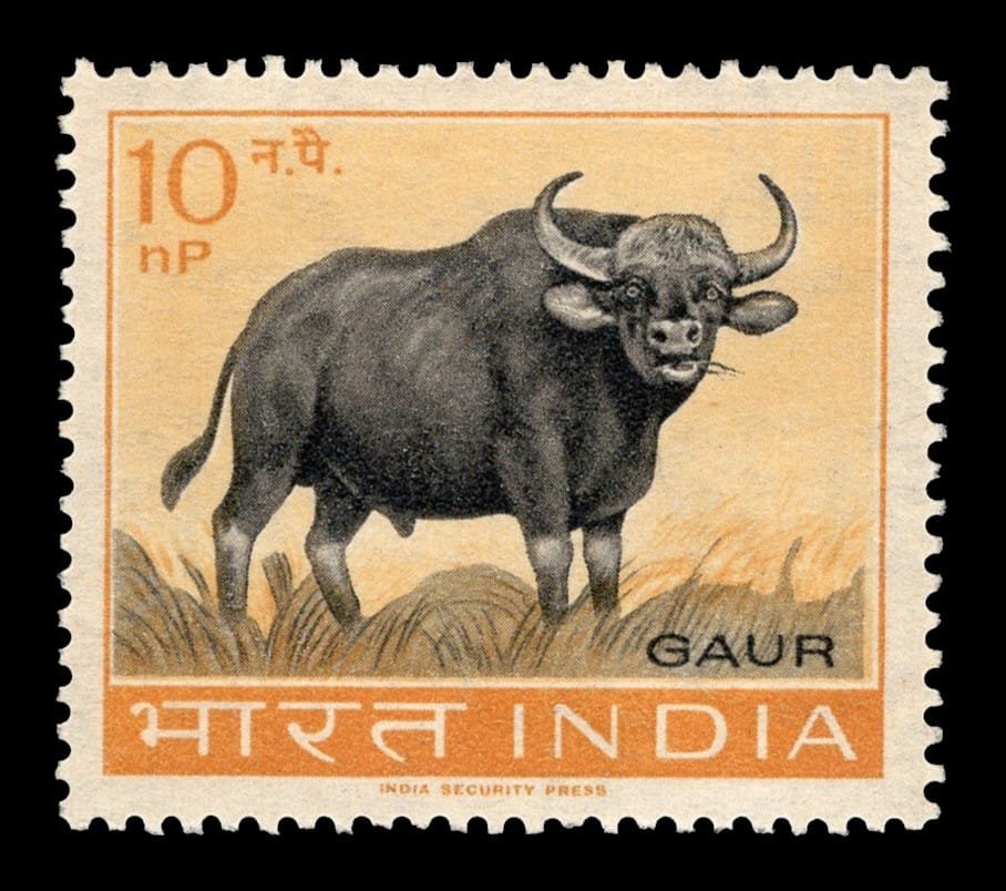 Gaur (Bos gaurus)