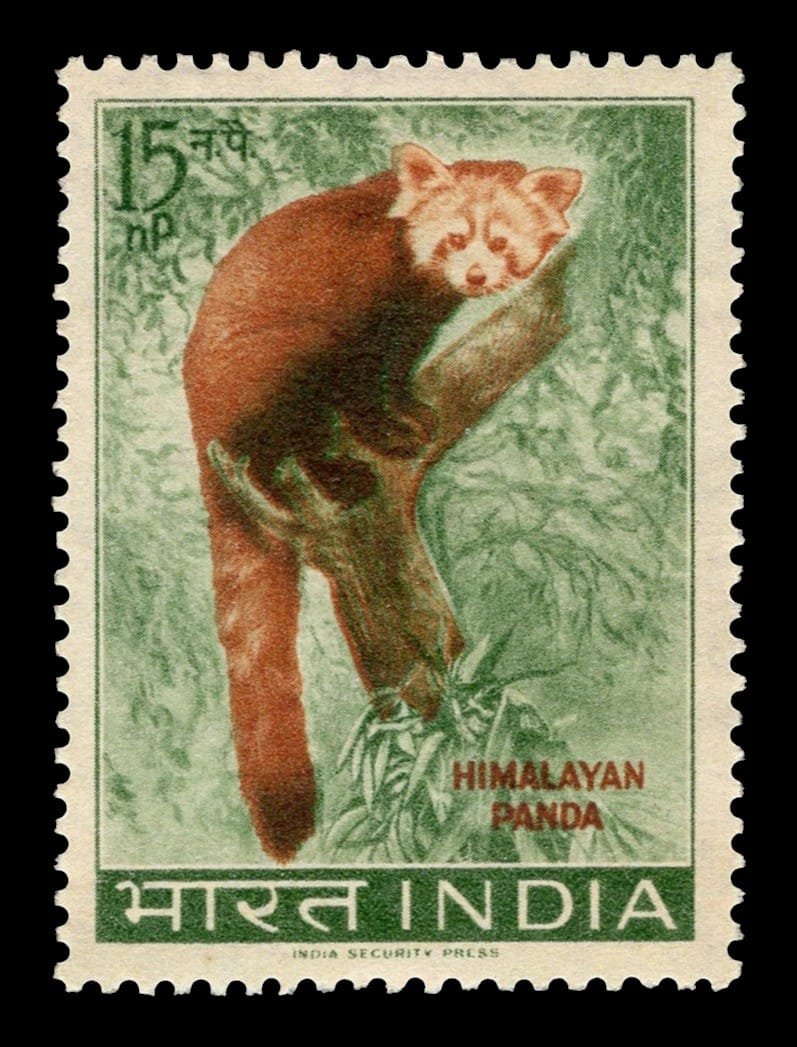 Himalayan Red Panda (Ailurus fulgens)