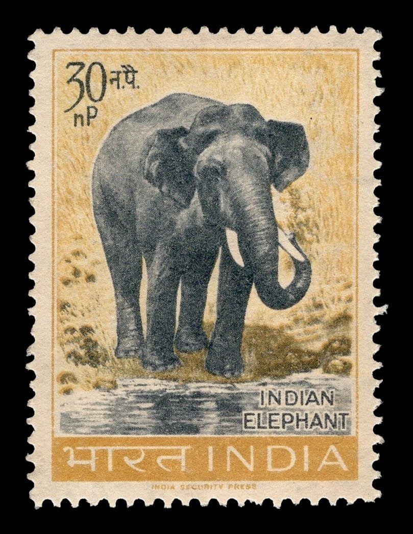 Indian Elephant (Elephas maximus)