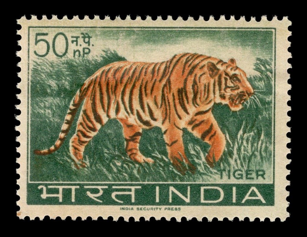 Tiger (Panthera tigris)