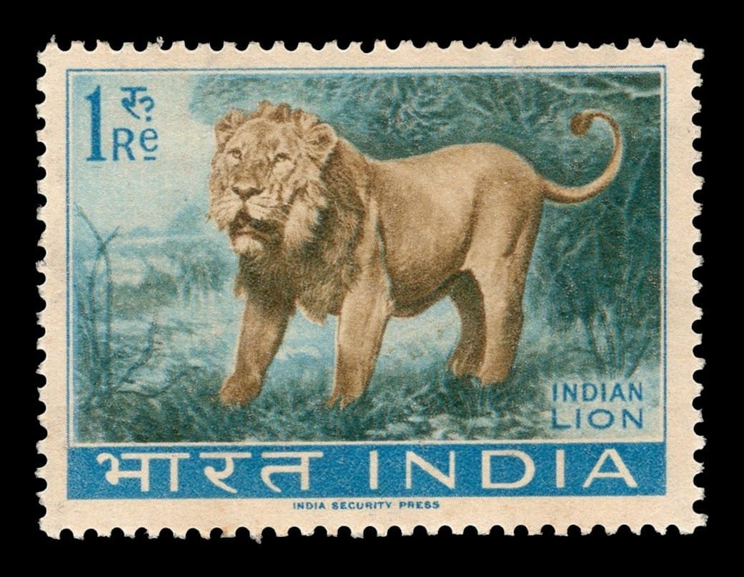 Indian Lion (Panthera leo persica)